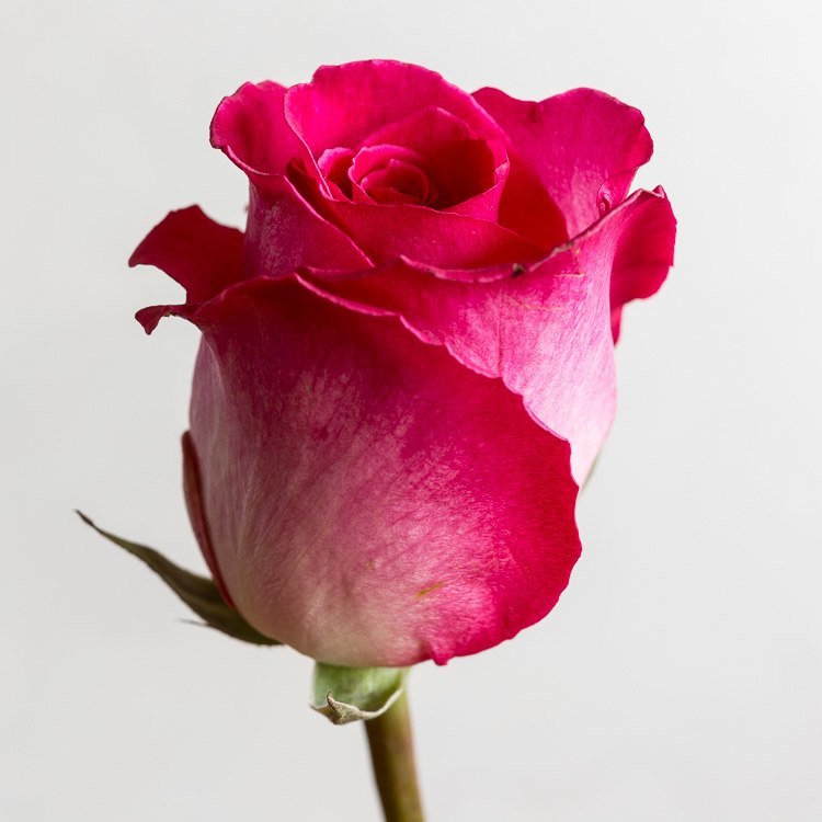 Macro photography extension tubes 750px 02