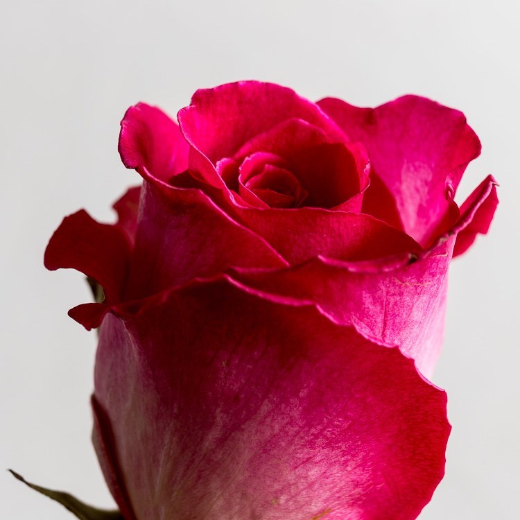 Macro photography extension tubes 750px 03