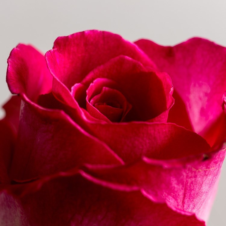 Macro photography extension tubes 750px 04