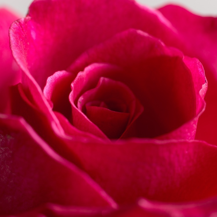 Macro photography extension tubes 750px 05