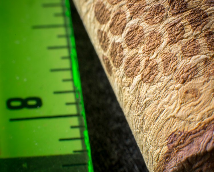 Macro photography extension tubes 750px 17