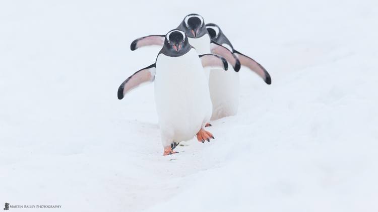 martin bailey moving wildlife images featured