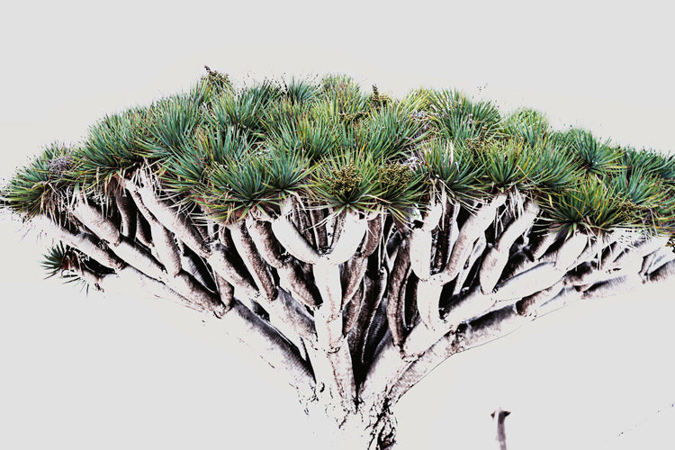 How to Develop the Art of Seeing Through Mindful Photography