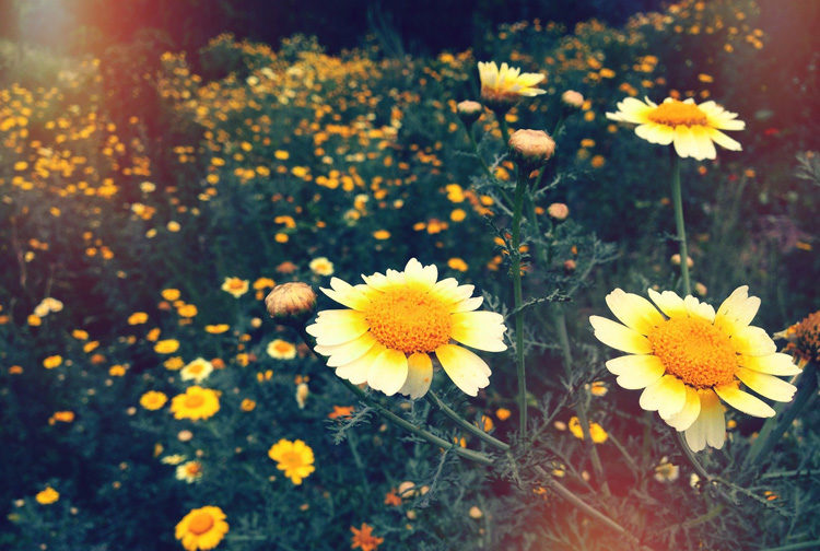 How to Develop the Art of Seeing Through Mindful Photography