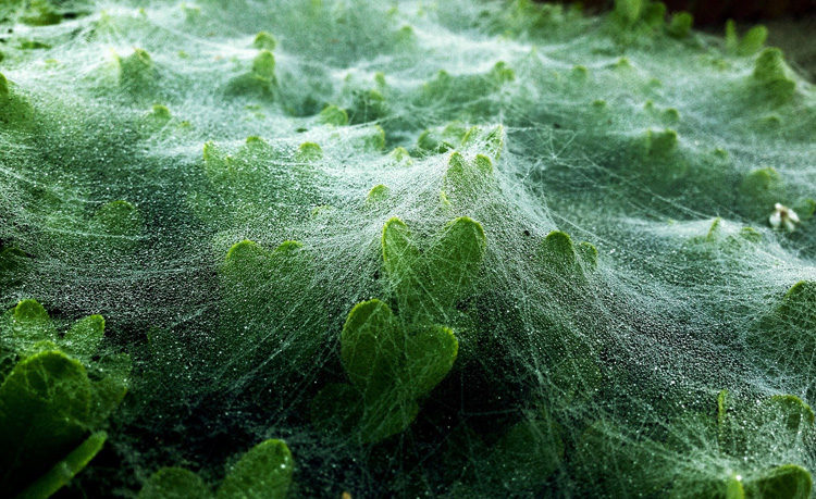 How to Develop the Art of Seeing Through Mindful Photography