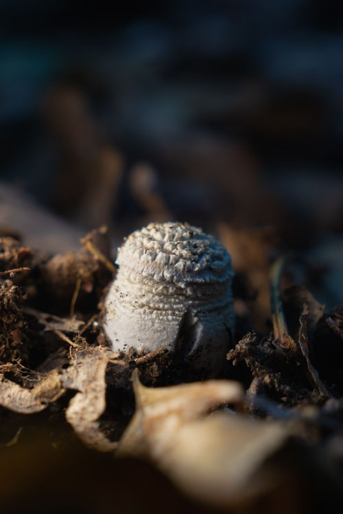 mushroom close up on the forest floor