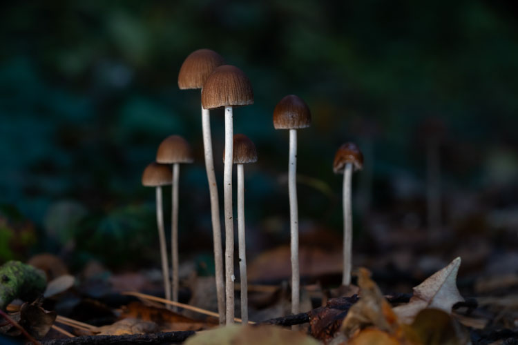 Group of mushrooms in dark forest