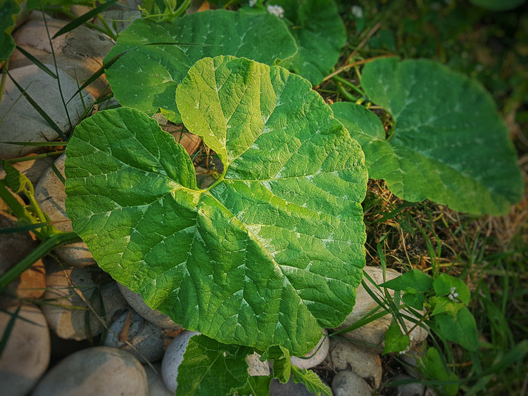 side lighting brings out the texture in this squash leaf
