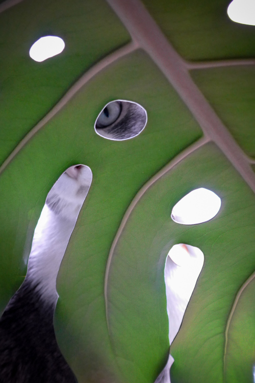 My cat likes to hide in the window and I captured just her eye behind the leaf using my smartphone.