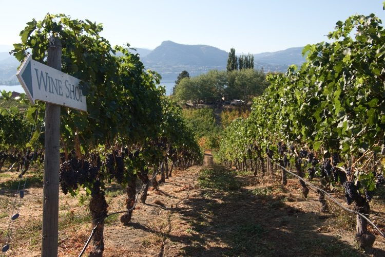Photo of grape vines growing with lake okanagan in the distance, as a before example