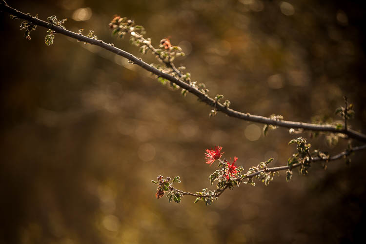 telephoto lens example photo showing isolation of the subject