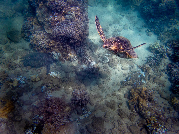 Image Processing Demonstration Using Lightroom and Luminar