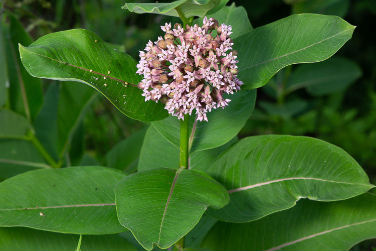 Processing demonstration lightroom luminar 11