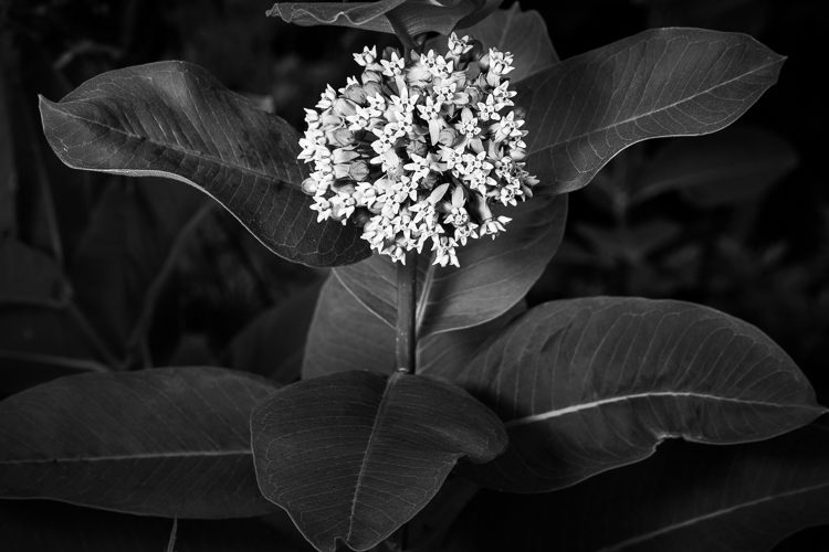 Processing demonstration lightroom luminar 12