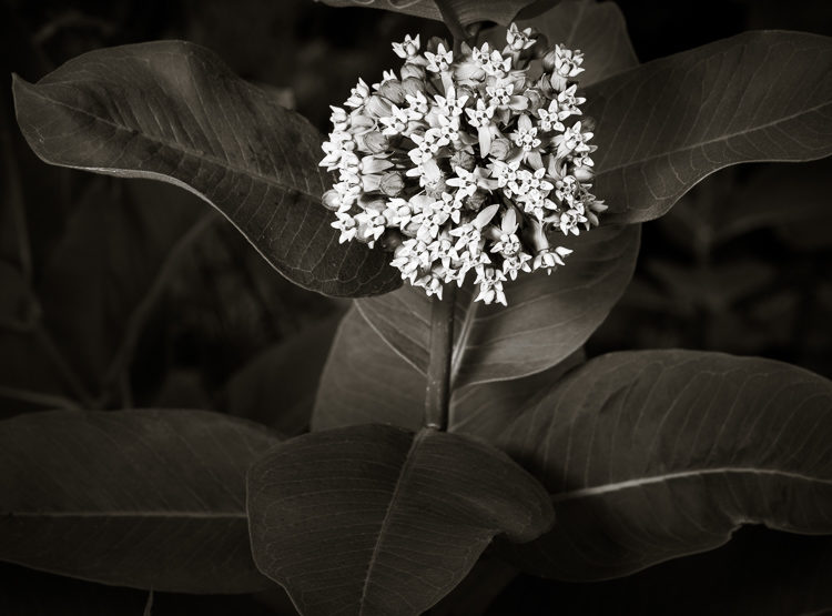 Processing demonstration lightroom luminar 13