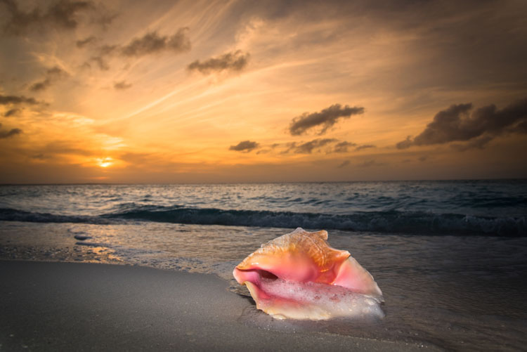 Queen Conch at Sunset DSC 1917
