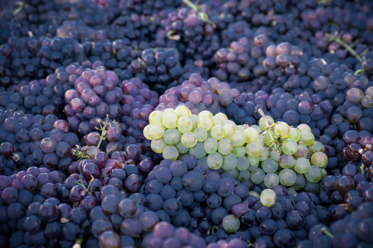 red white grapes contrast