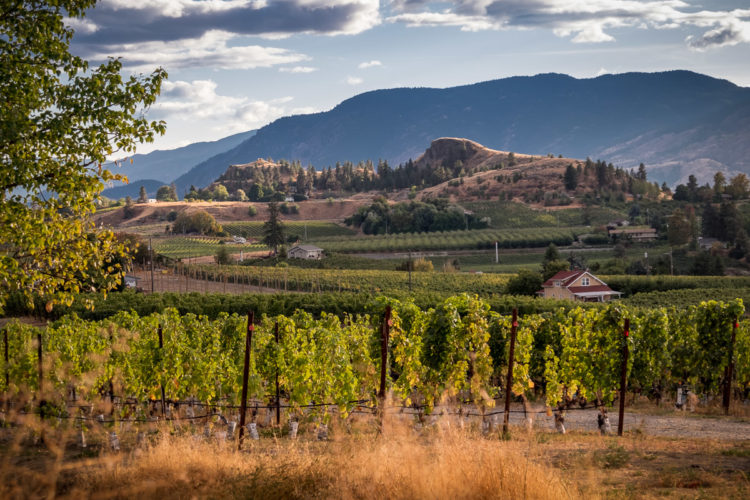 Rolling hills and grapevines in the okanagan wineries