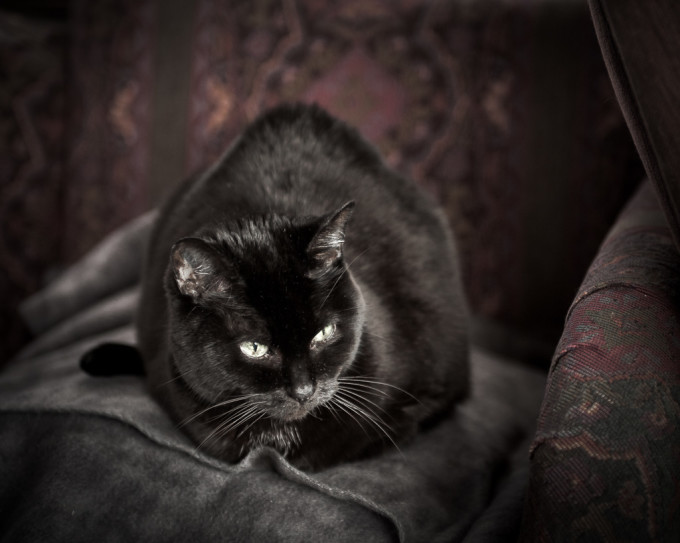 black cat looking black, not gray