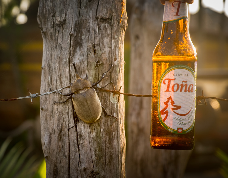 Fuji X-T1 With beer bottle to show the size of the beetle.