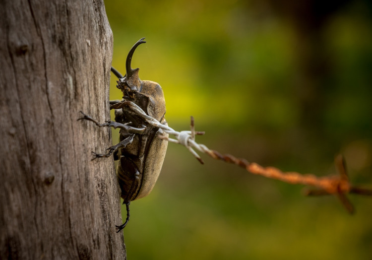 scarab bettle closeup with Fuji X-T1 mirrorless camera