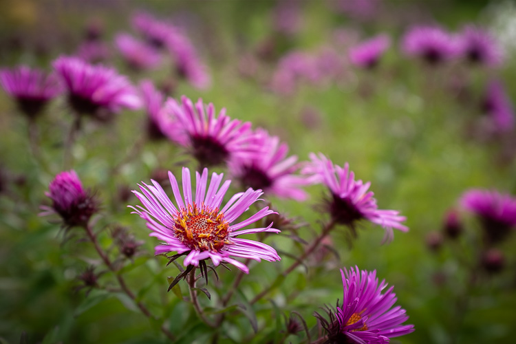 stop ruining photos 11