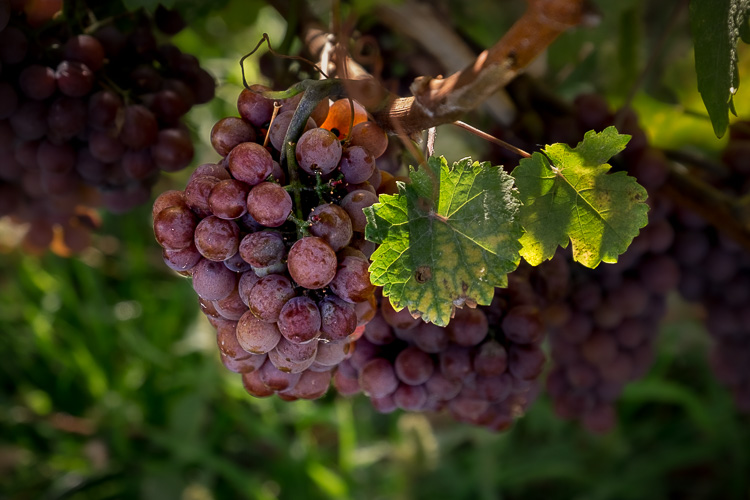 stop ruining photos 26