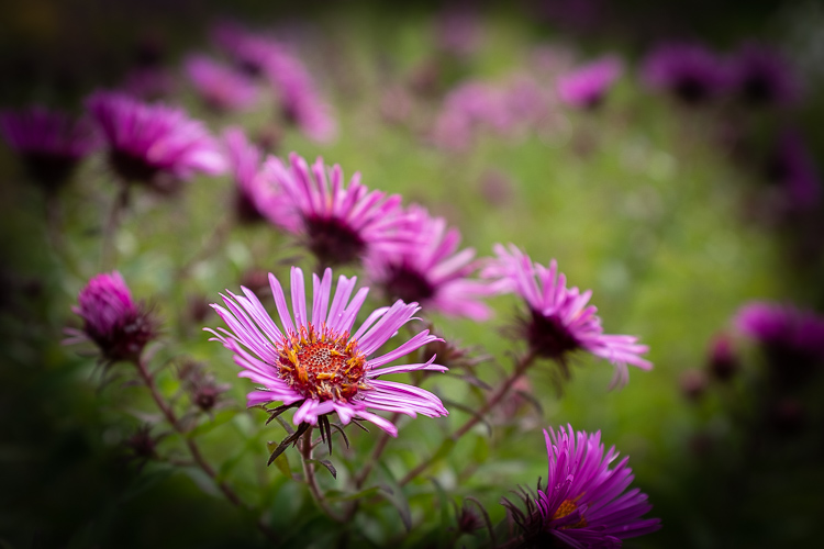 stop ruining photos 30