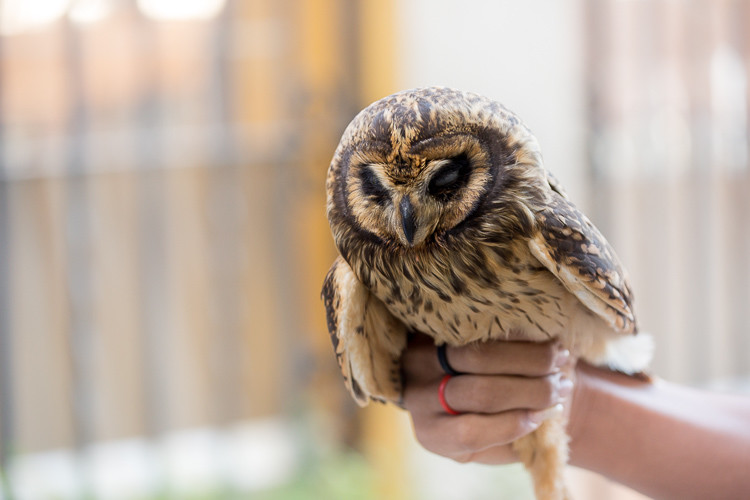 Street photograph of a man with an owl in Havana Cuba
