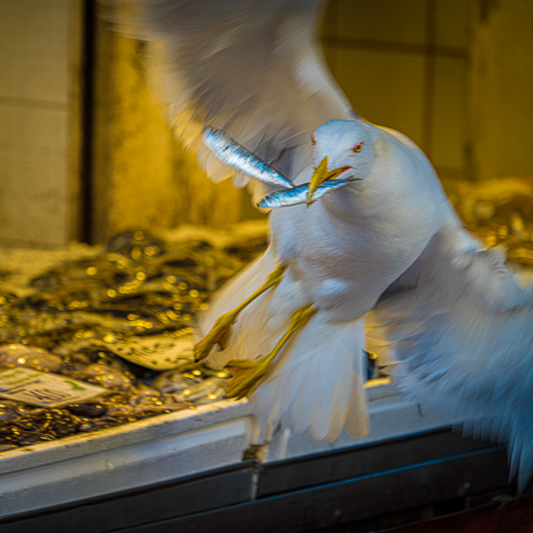 Bird caught stealing fish from the market vendor - photo by Chris Lord