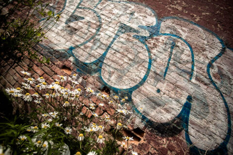 Juxtaposition of graffiti and flowers