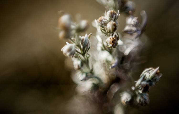 When you wonder what to photograph, look no further than your own house plants like this macro of an indoor flower