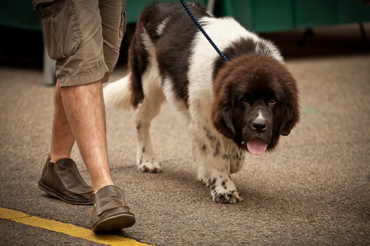 human and dog walking in stride showing their feet and paws