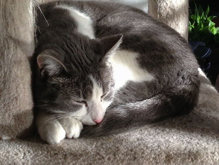 cute looking pet cat taken with a smartphone