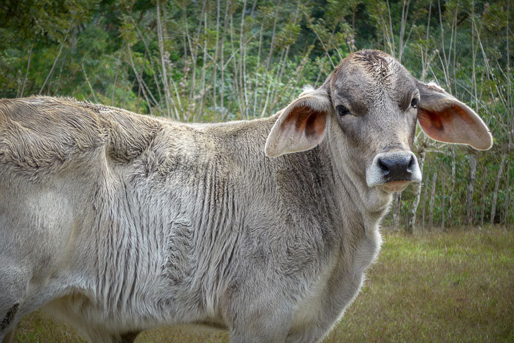 which-camera-750px-11