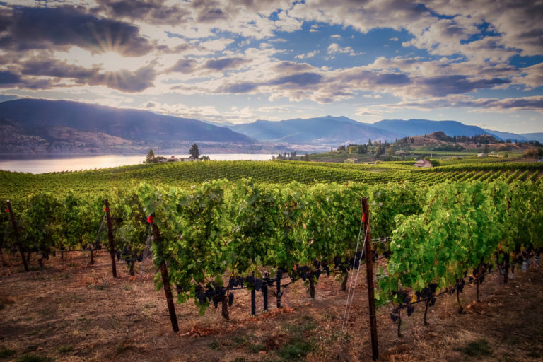 Photography workshop in Okanagan wine country