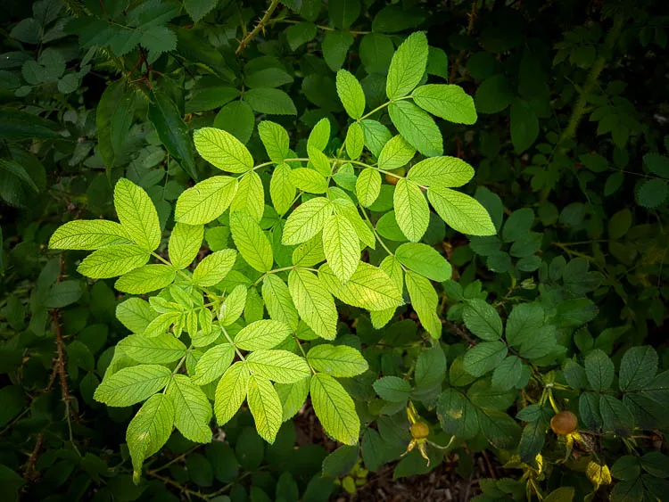 garden photography tips 07 750px jpg