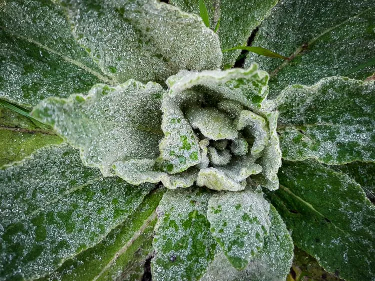 garden photography tips 09 750px jpg