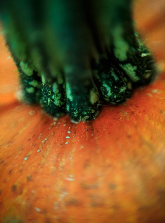 garden photography tips 10 750px jpg