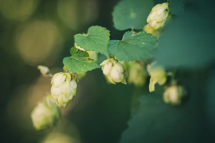 garden photography tips 12 750px jpg