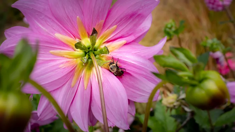 garden photography tips 13 750px jpg