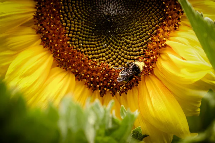 garden photography tips 14 750px jpg