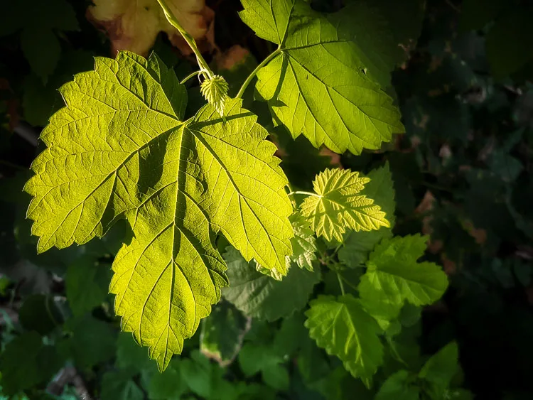 garden photography tips 16 750px jpg