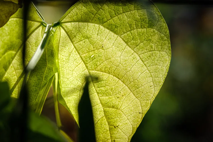 garden photography tips 17 750px jpg