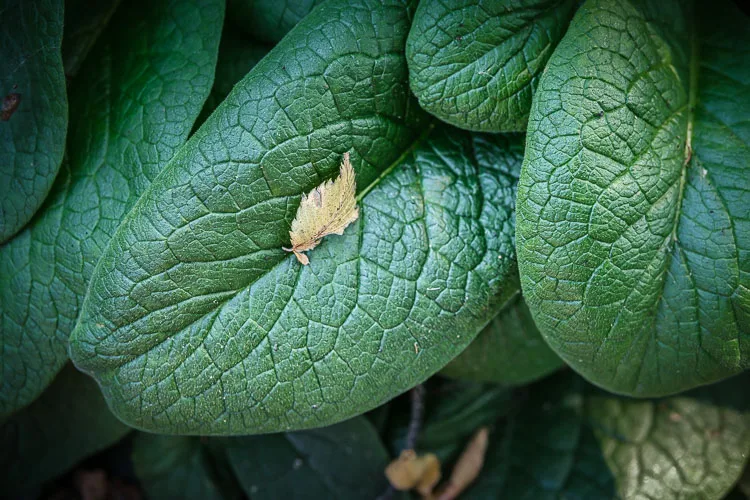 garden photography tips 20 750px jpg