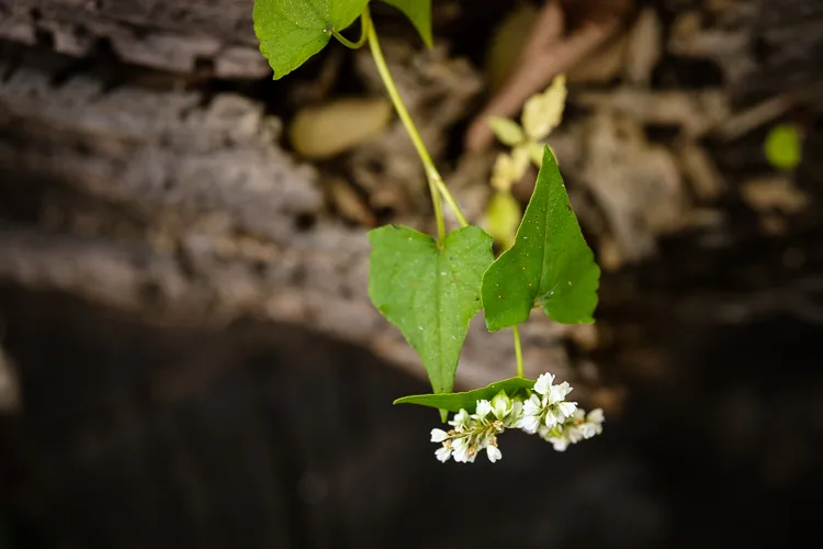garden photography tips 23 750px jpg