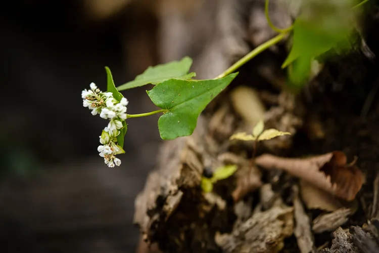 garden photography tips 25 750px jpg