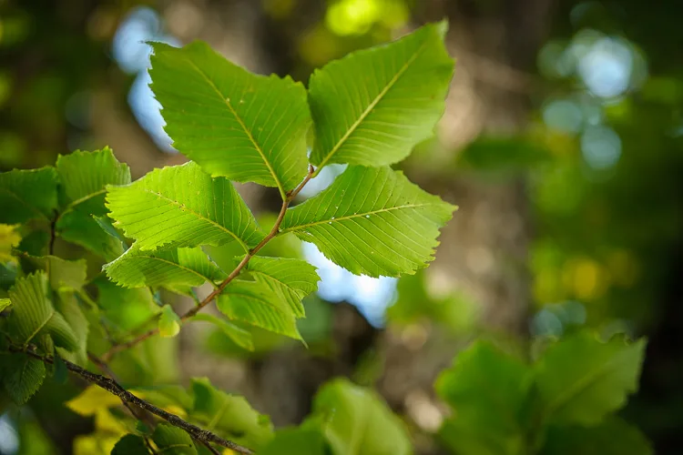 garden photography tips 26 750px jpg