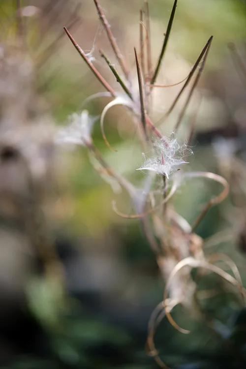 garden photography tips 27 750px jpg