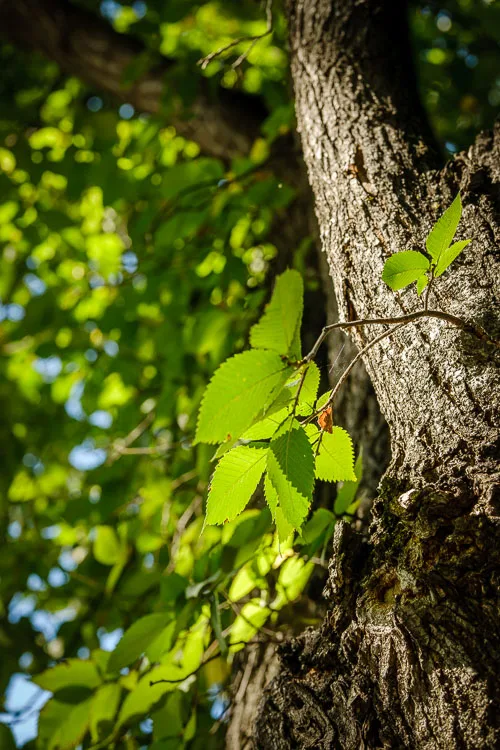 garden photography tips 30 750px jpg